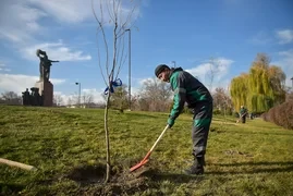 В центре Бишкека высадили аллею из 14 ив