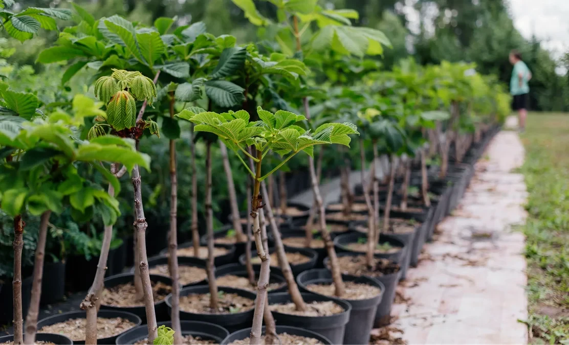 Кыргызстан с 2026 года вводит временное ограничение на импорт саженцев