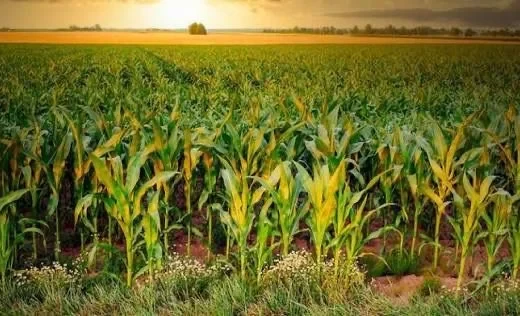 Фермерам на заметку. В Кыргызстане внедрен инновационный метод посева семян