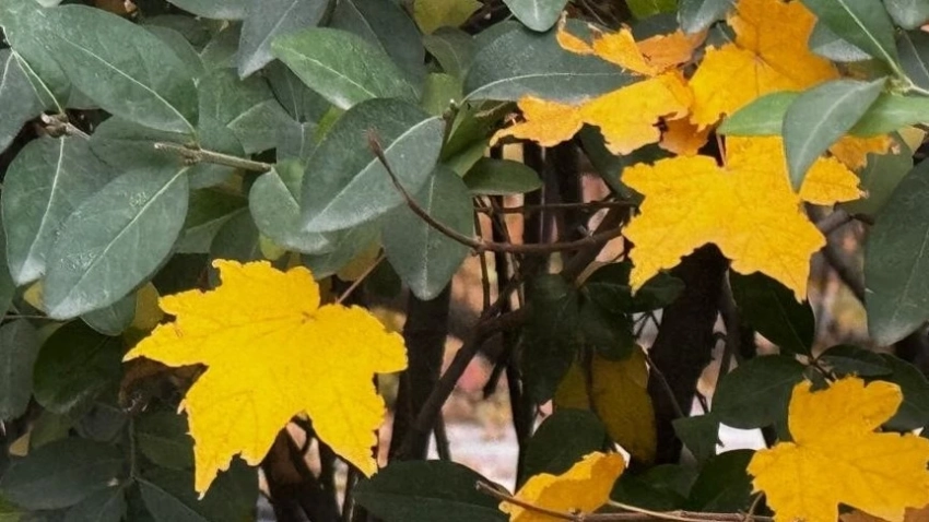 Минусовые ночные температуры ожидаются в Узбекистане 4−5 ноября