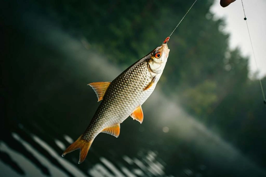 В Кыргызстане работает система электронных рыболовных билетов