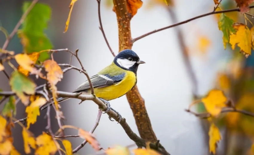 Прогноз погоды в Бишкеке: солнечная и теплая неделя впереди