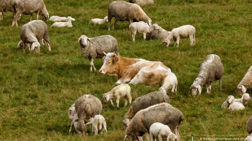 В Германии корова сбежала от мясника и притворилась овцой