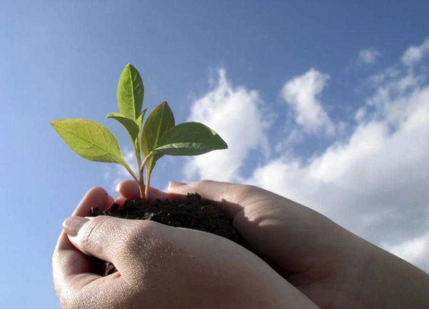 Минсельхоз Кыргызстана предлагает ввести временное ограничение на ввоз саженцев плодово-ягодных культур