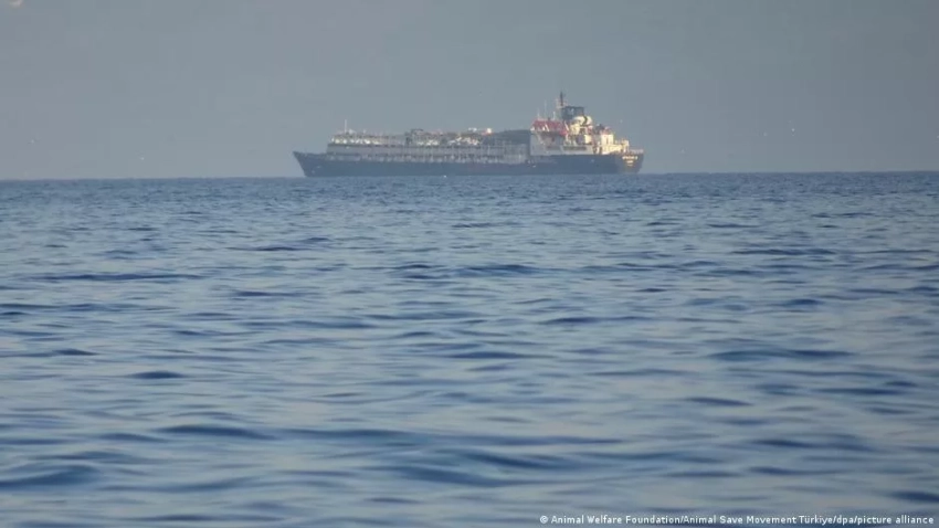 Почти три тысячи коров оказались заблокированы на судне в Турции