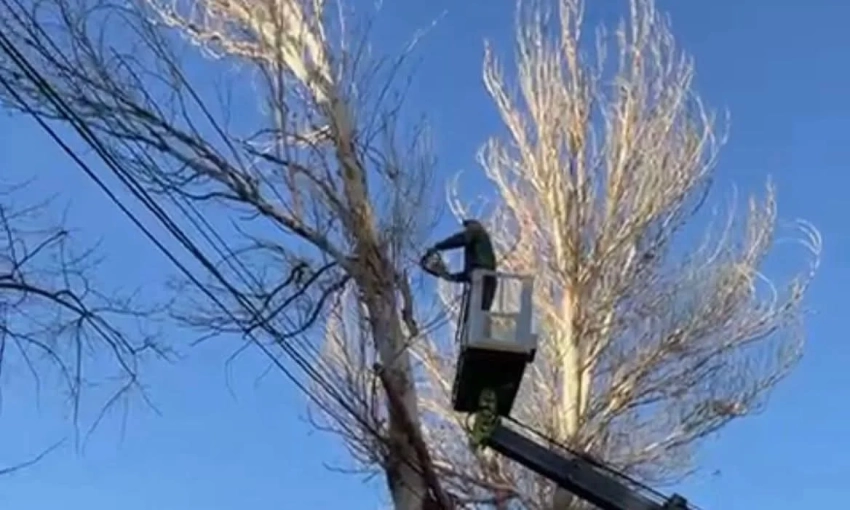 В Бишкеке из-за сильного ветра упали 16 деревьев, пострадавших нет