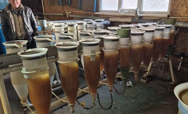 Сон-Кульское рыбное хозяйство завершило инкубацию миллионов икринок сига-лудоги