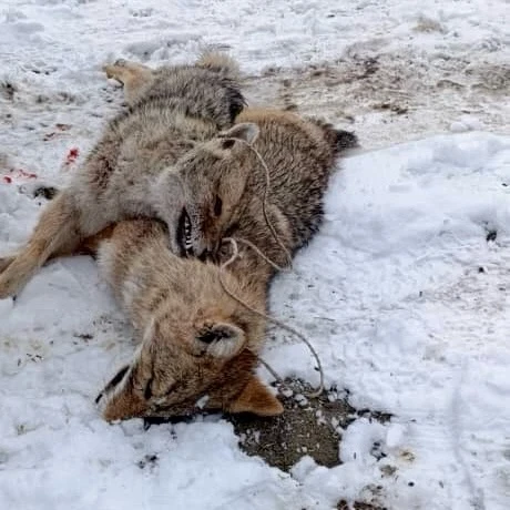 Силовики провели масштабную операцию «Арсенал» на Иссык-Куле
