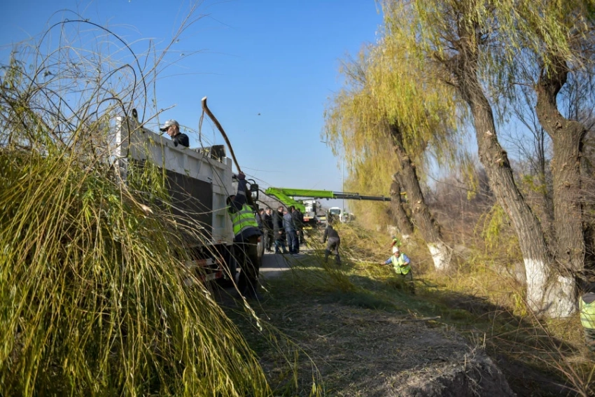 На Васильевском тракте в Бишкеке обрезали деревья. Горожане могут забрать ветки
