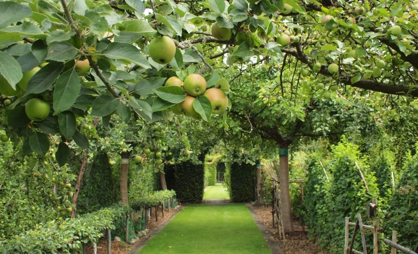 В Кыргызстане на обочинах дорог будут высаживать фруктовые сады