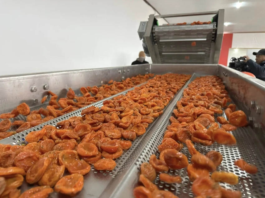 Продукция баткенских садоводов выходит на новые рынки благодаря новому предприятию