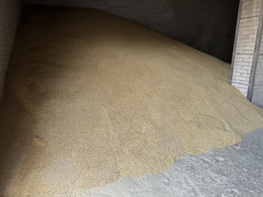 Минсельхоз призывает фермеров выбирать сертифицированные семена