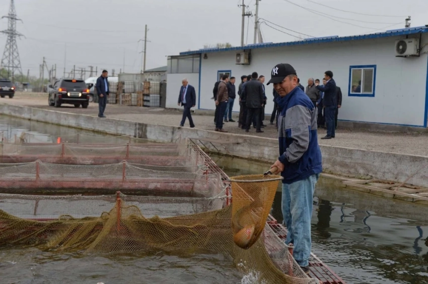 Укрупнение рыбных хозяйств и создание кооперативов - требование дня