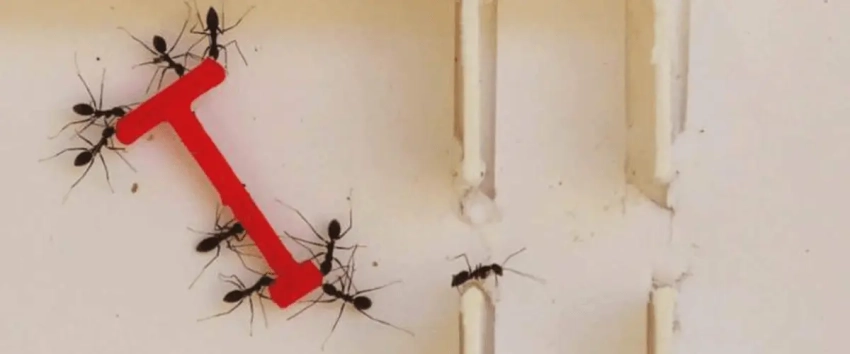 Молодые муравьи могут молить «братьев» о смерти: в чем причина