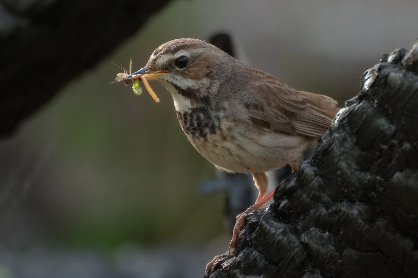 Птицы тоже врут: оказалось, что распространение фейков характерно не только для людей