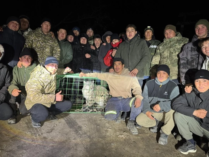 В Минприроды сообщили о появлении снежного барса в Кеминском районе