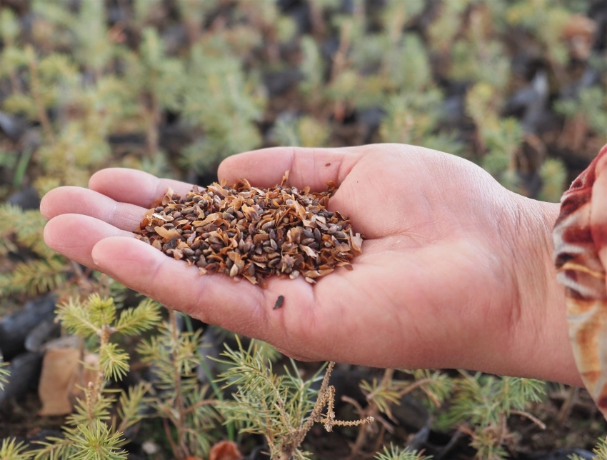 Тонский район внедряет современные подходы к лесовосстановлению