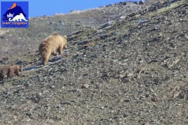 В парке «Хан-Тенири» зафиксирован рост численности диких животных