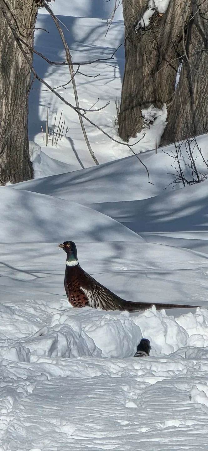 На озере Иссык-Куль и водохранилище Орто-Токой провели зимний учет птиц