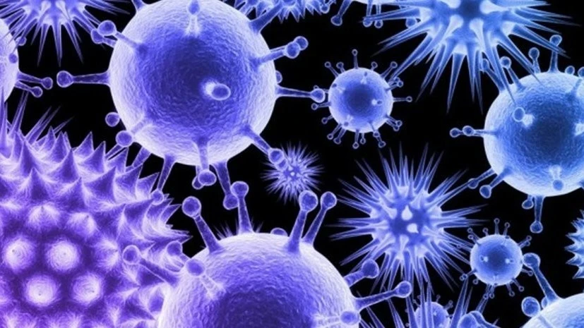 ВОЗ предрекла новые заражения Нипах из-за слабой изученности вируса