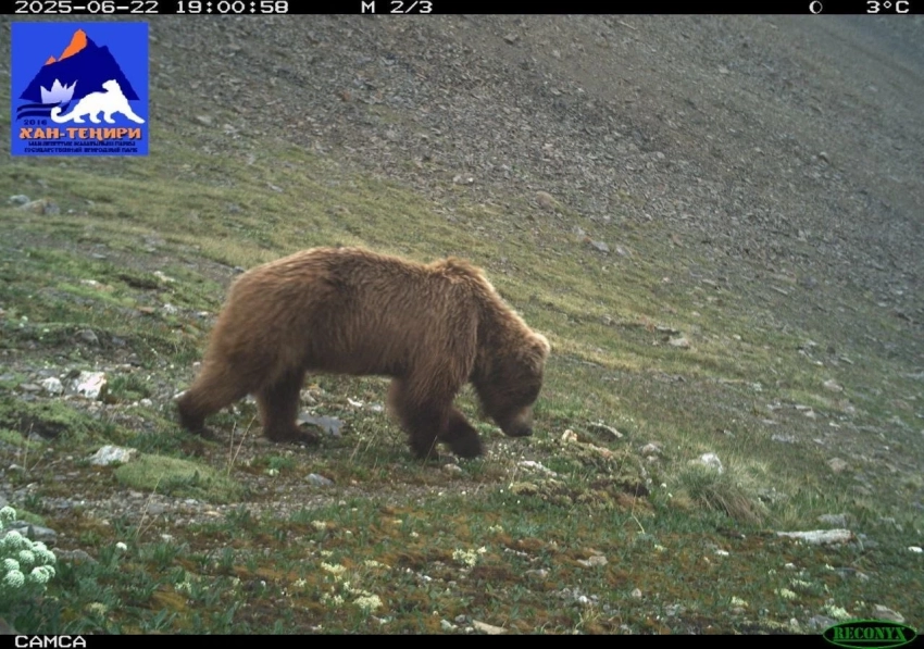 В ГПП «Хан-Тенири» зафиксирован рост численности диких животных