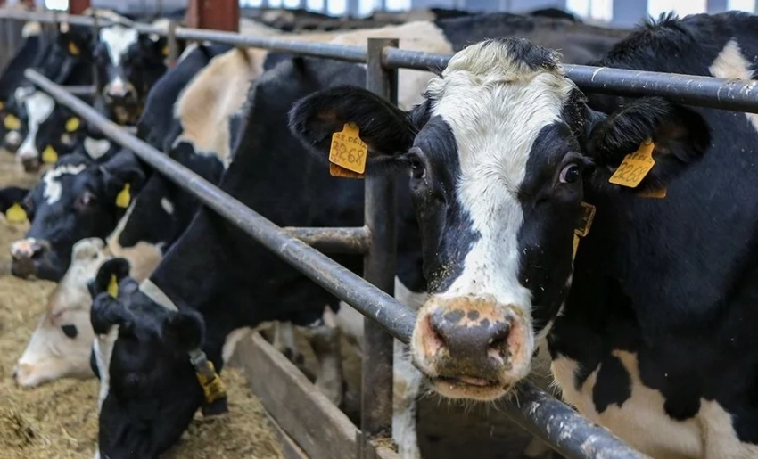 В Кыргызстане количество племенных хозяйств достигло 185