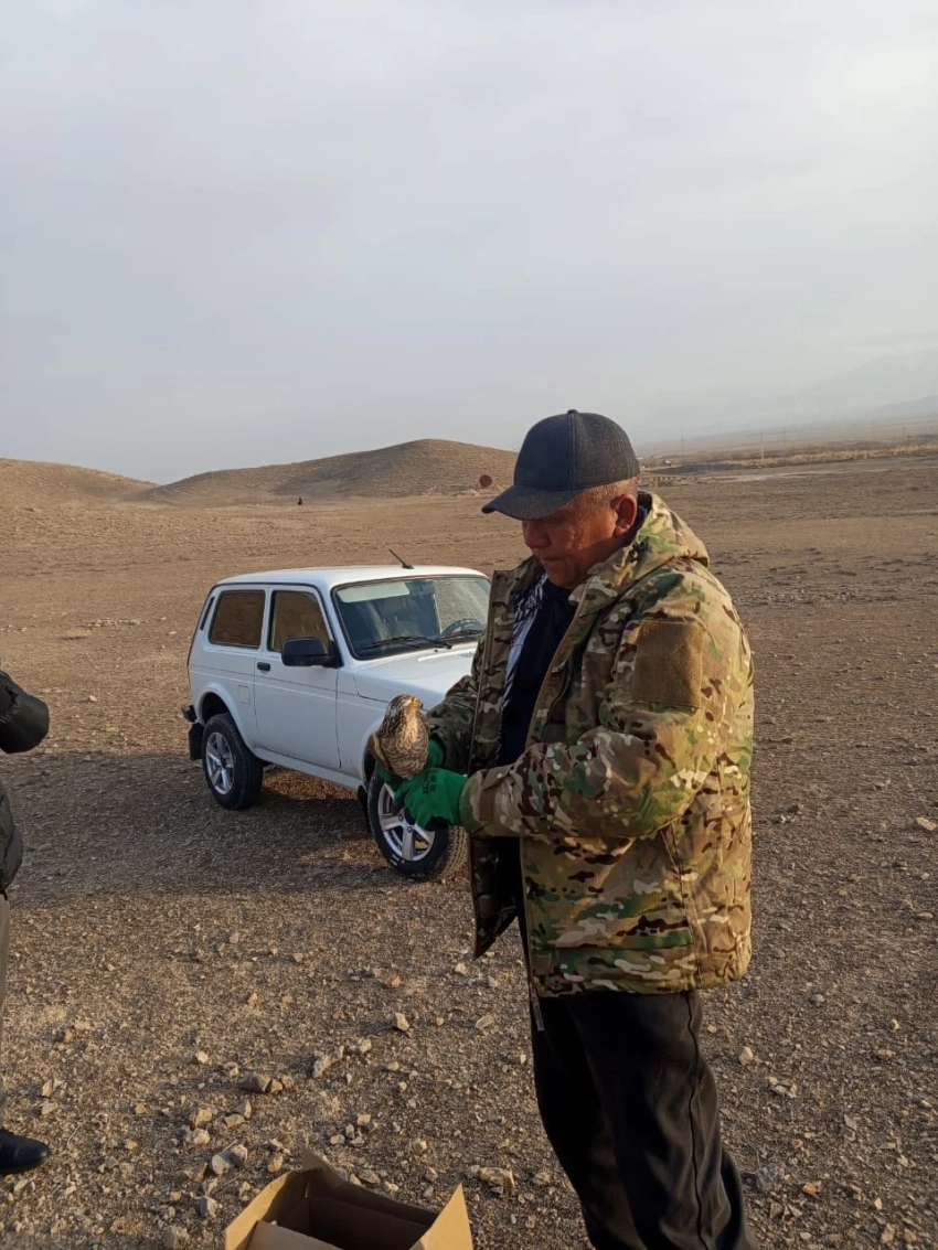 Редкую хищную птицу в Кыргызстане выпустили в дикую природу