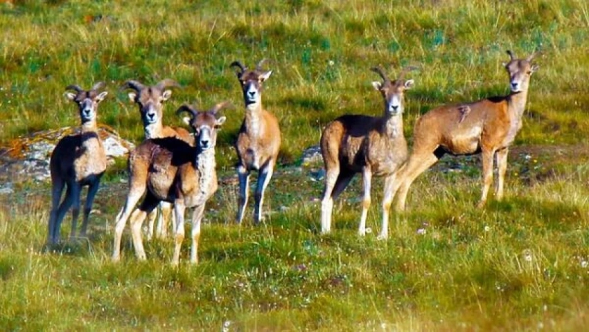 Кыргызстан получит кредит в 30 млн долларов на мониторинг за дикими животными