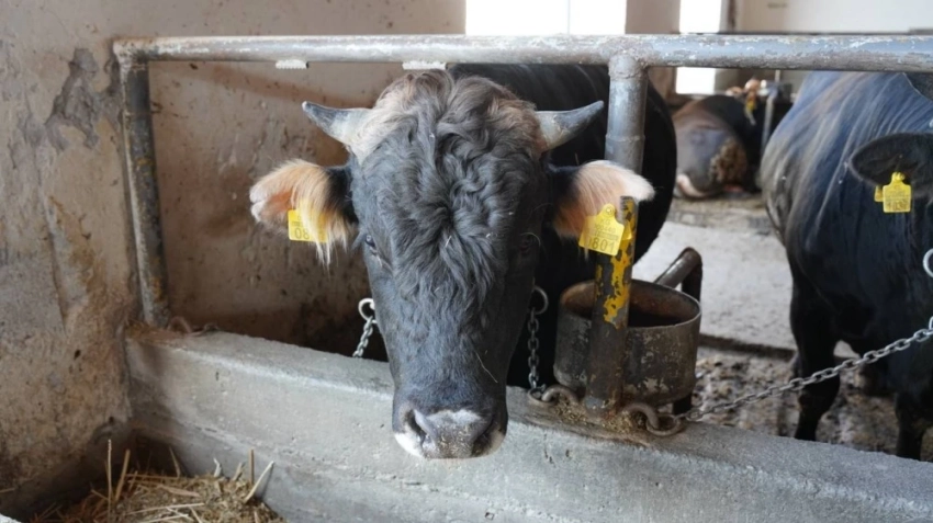 Минсельхоз КР приглашает фермеров на бесплатные тренинги