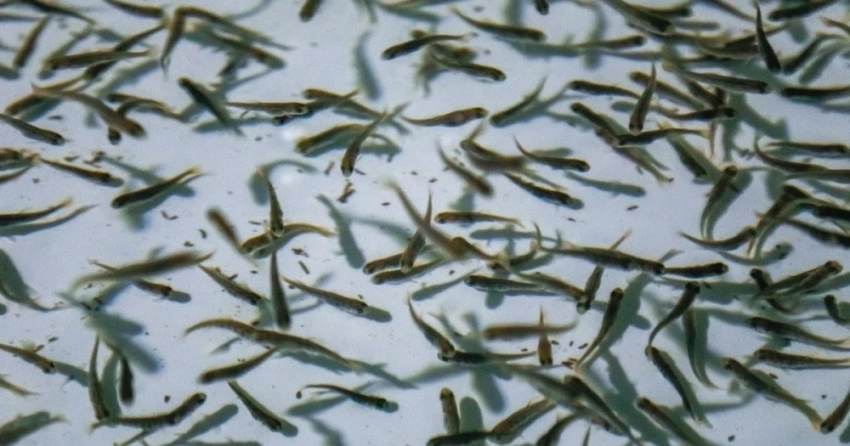 В Иссык-Куль в 2026 году планируют выпустить 14,1 млн мальков