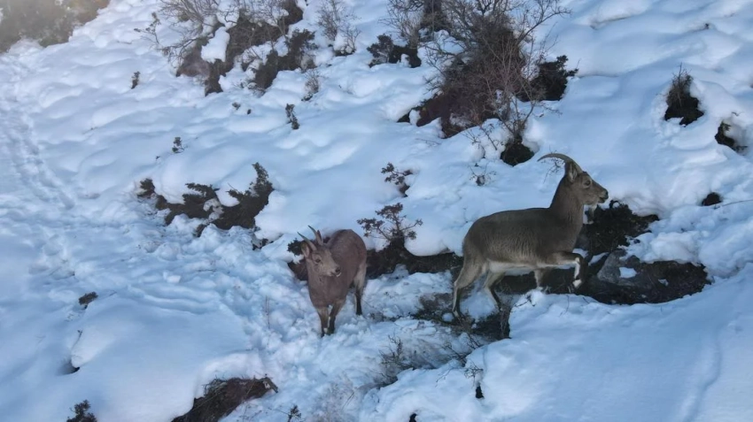 В заповеднике «Каратал-Жапырык» провели зимнюю подкормку диких животных