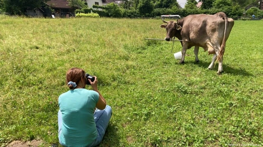 В Австрии корова научилась использовать палку, чтобы отгонять мошек