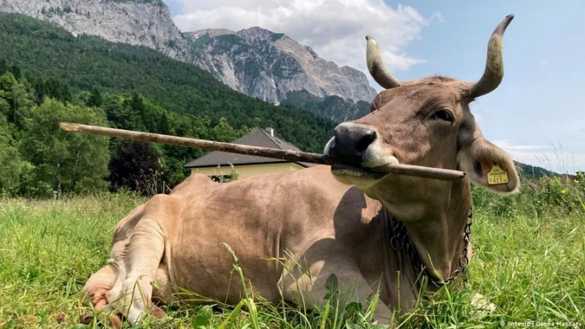 В Австрии ученые впервые заметили чудо-корову, которая использует палку