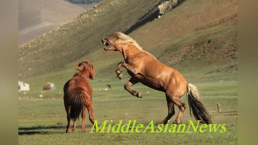 Сколько стоит жеребец в Монголии?