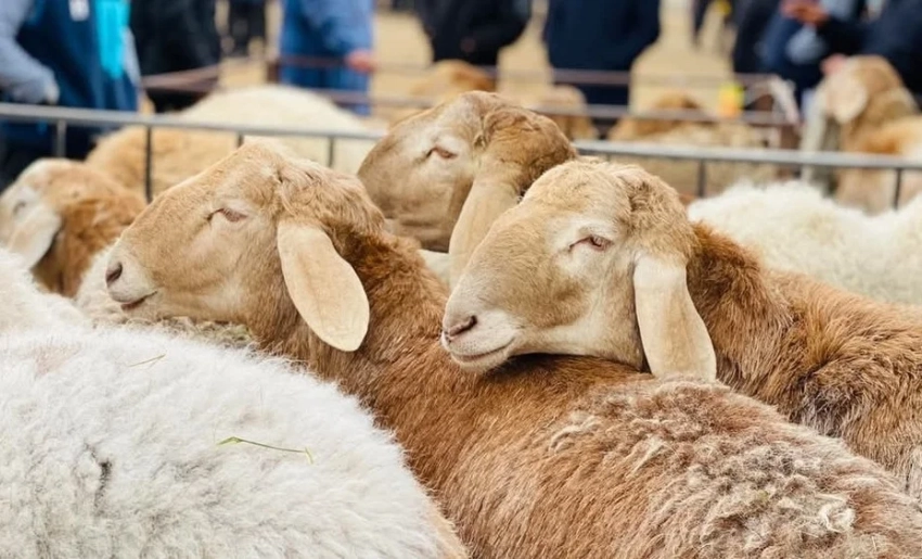 В Кыргызстане активизируют разведение племенных животных и субсидируют фермеров под 3%