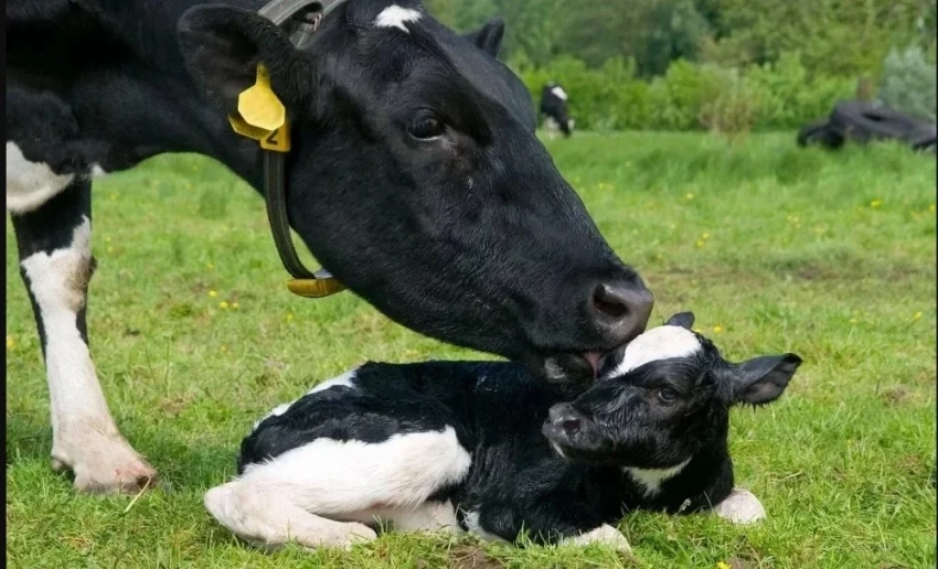 В Кыргызстане работают 302 пункта по искусственному осеменению - Минсельхоз