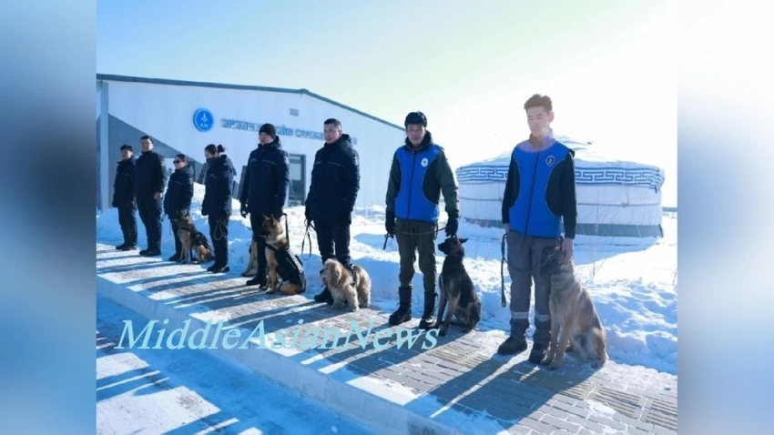 Служебные собаки обнаруживают 30–40% изъятых наркотиков на воздушной границе