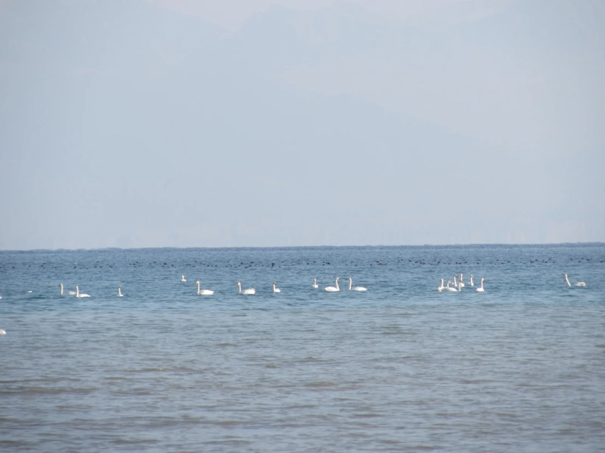 На озере Иссык-Куль и водохранилище Орто-Токой провели зимний учет птиц