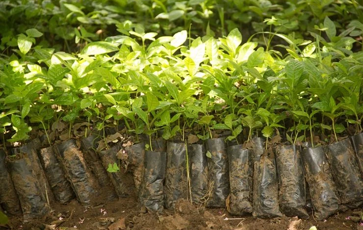 Минсельхоз КР: Импортируемый посадочный материал проходит фитосанитарный контроль