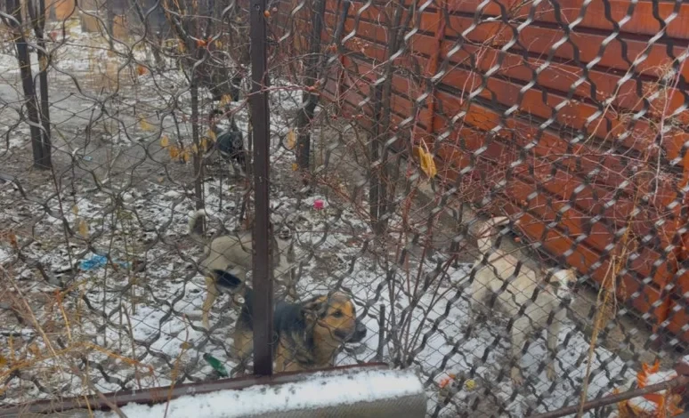 В «Тазалыке» пояснили ситуацию по отстрелу собак в Новопавловке