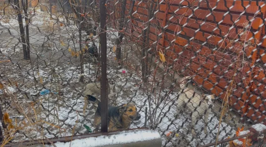 В «Тазалыке» рассказали об отстреле собак в одном из домов Бишкека