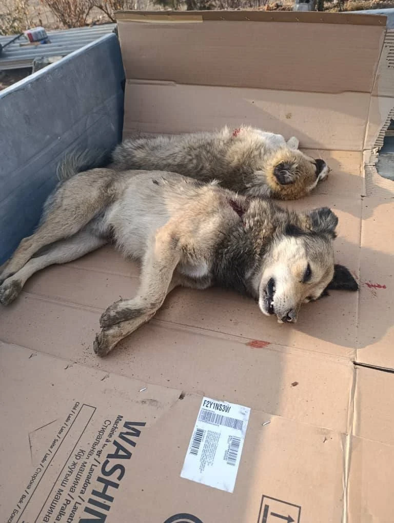 В Ак-Сайском айыл окмоту прошел субботник — больше всего досталось собакам