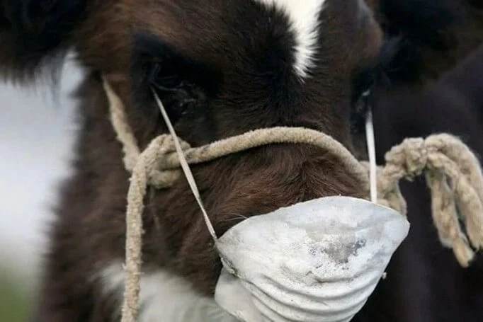 В Кыргызстане опровергли пугающие слухи о массовом заражении коров ящуром