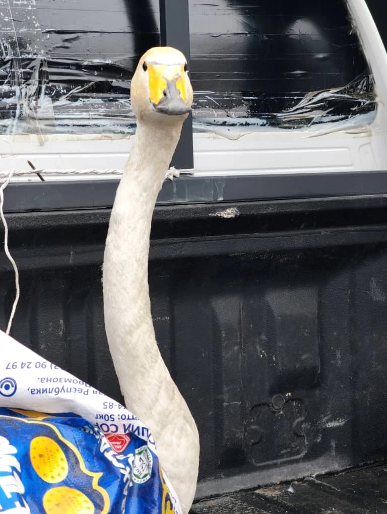 Не мог летать. Лебедя в Чуйской области передали в реабилитационный центр