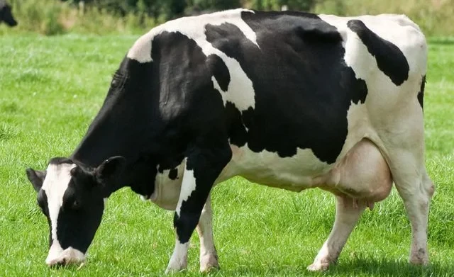АгроДиалог – 2026. Молочная ферма разводит голштино-фризскую породу коров