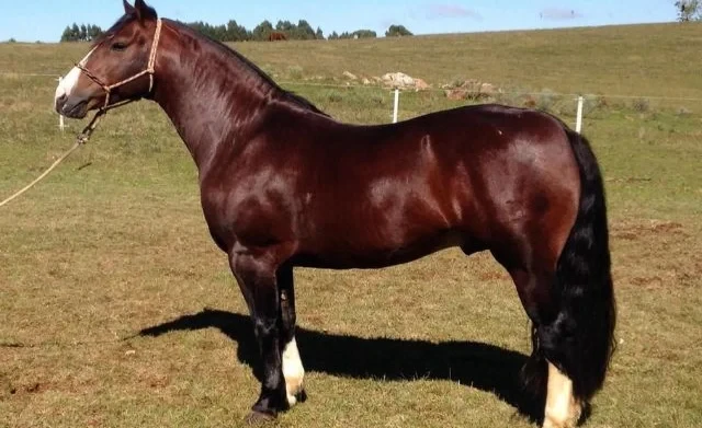 АгроДиалог – 2026. Фермер из Ак-Талинского района сохраняет и развивает кыргызскую породу лошадей