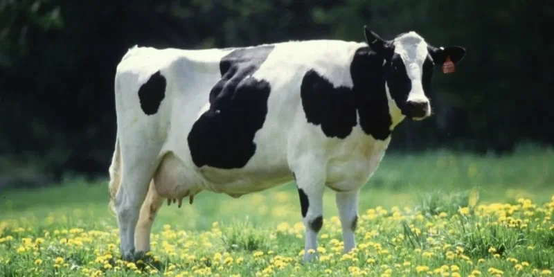 Скандал: ЕС в 580 раз больше субсидирует говядину и баранину, чем бобовые