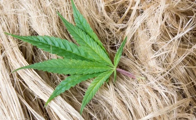 Депутат предложил использовать каннабис для производства одежды