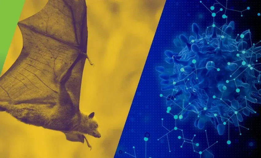 Риск распространения вируса Нипах в Кыргызстане низкий