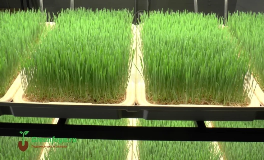 В сельском хозяйстве активно внедряют гидропонику